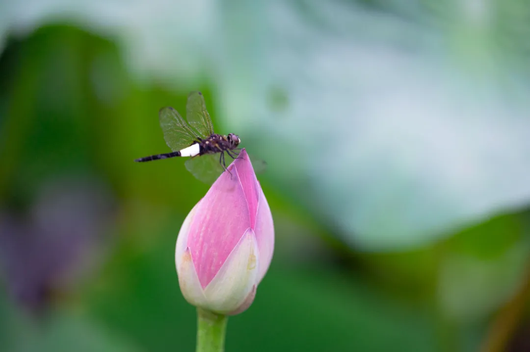 北大的夏，，等你的荷